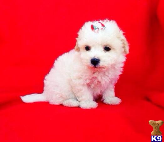 maltipoo puppy posted by NEW PUPPIES